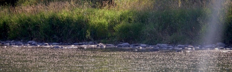 Bow River Hatch Charts