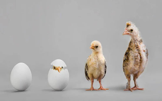 From Eggs to Chicks: A Comprehensive Guide to Chicken Brooding
