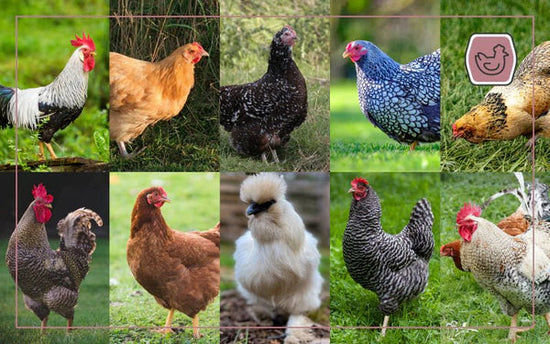 Top 10 Backyard Chicken Breeds: Build Your Perfect Flock - QC Supply