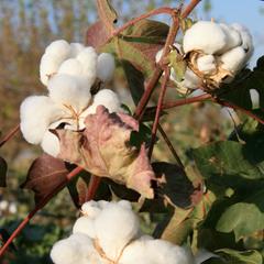 Organic Cotton Plant