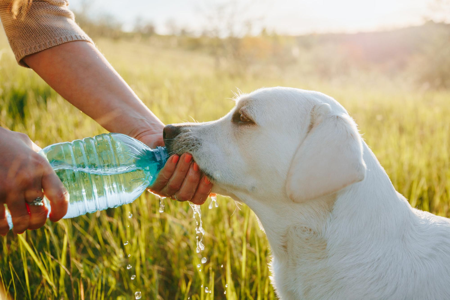 layful Hydration A group of friends including a dog having a playful time outdoors while staying hydrated with drink water bottles in hand