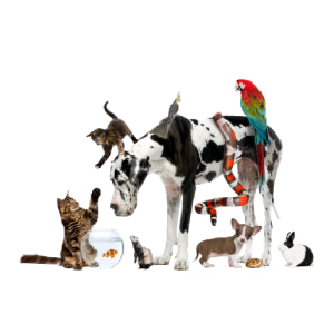 Pets accessories
