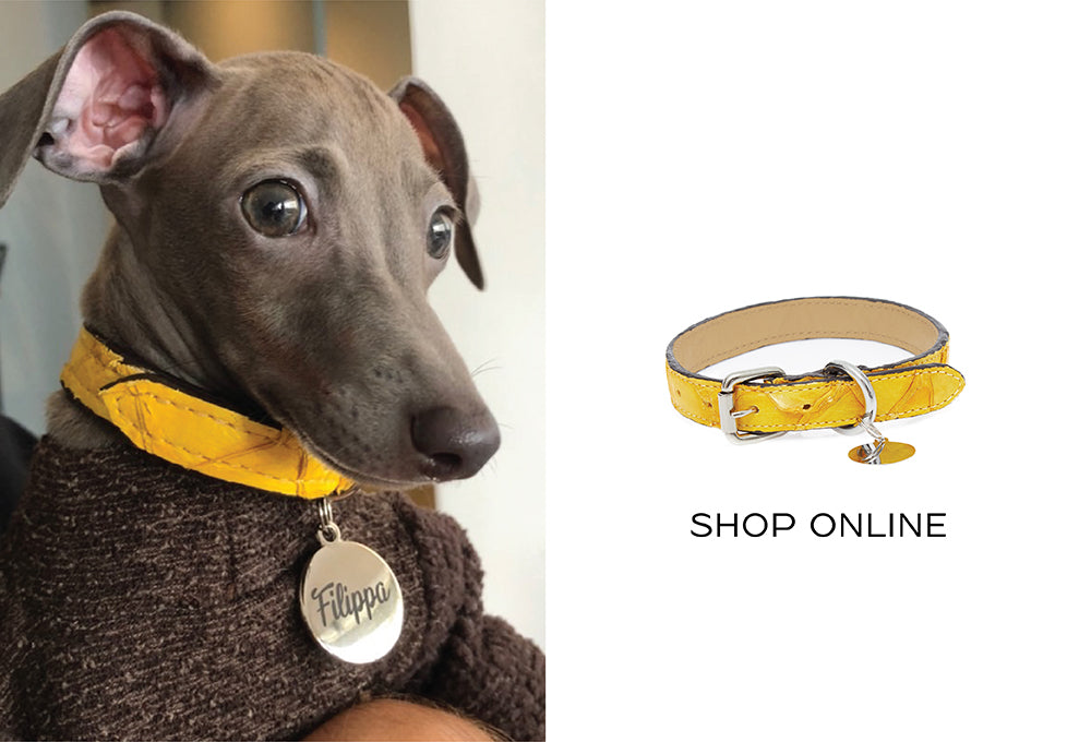 Marcas de luxo investem em acessórios para pets incluindo coleiras  personalizadas - Blog Ana Cláudia Thorpe