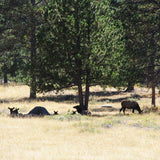 Mom and baby Elk