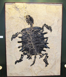 Such a cool fossilized turtle!