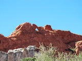 Kissing Camels at Garden of the Gods in CO!