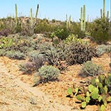 Bosque Nacional Saguaro en Arizona