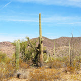 ¡Parece que este cactus saguaro está bailando!