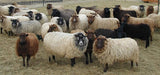 Shetland Sheep