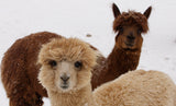 Alpacas in snow