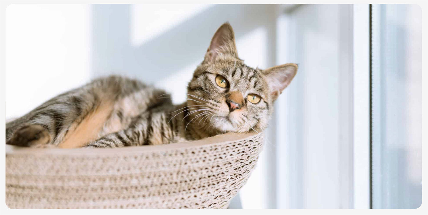 cyperse kat