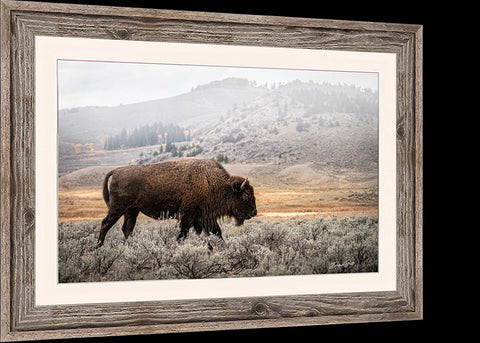 a picture of a bison in a field
