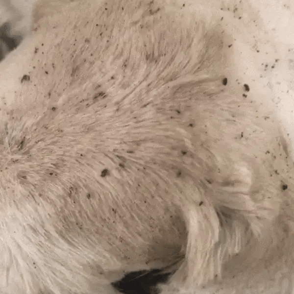 202407051454-ezgif.com-optimize_720x720_54483ee7-36bd-4e69-a21c-c043016e598e.webp__PID:0e513863-dddb-416d-a38f-07654ce531a4