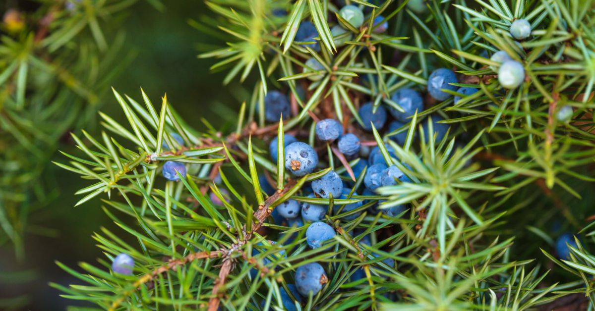 Juniper Berries on Tree