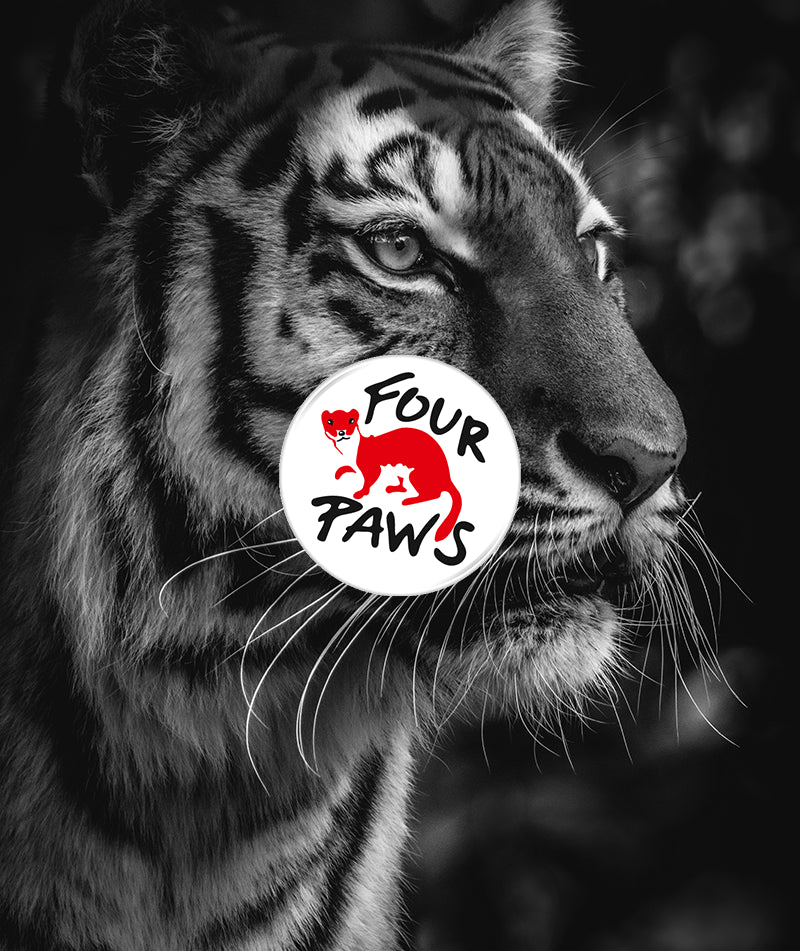 four_paws_5bbf63f8-f28e-4148-aa83-84934ca6c385