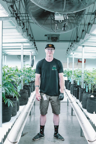 Cannabis grower at indoor grow