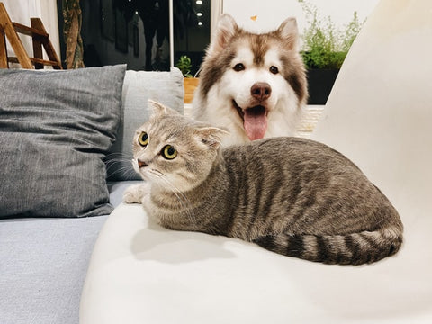 Cat and dog