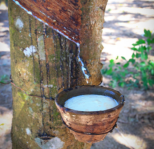 latex sap from Hevea Brasiliensis tree