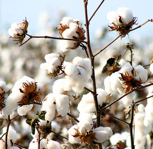 organic cotton plants