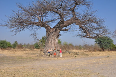 Baobab Tree in Africa
