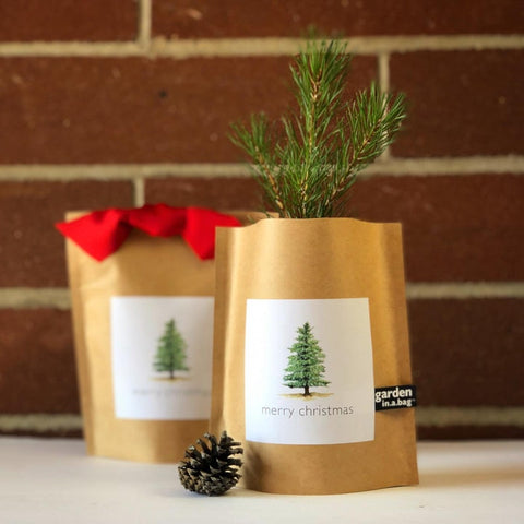 grow your own christmas tree