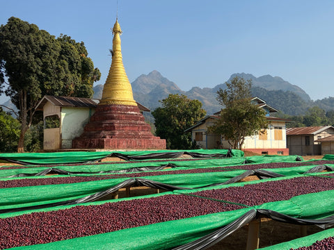 Myanmar naturally processed coffee