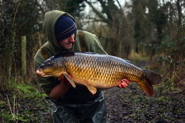A berkshire belter - 25lb+ of typical berkshire common carp
