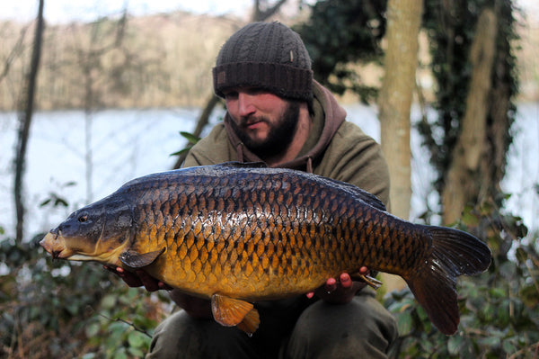 A well proportioned Common