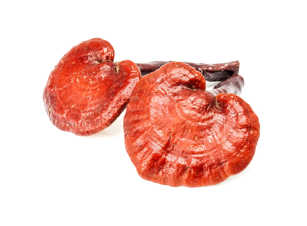 Reishi Mushroom