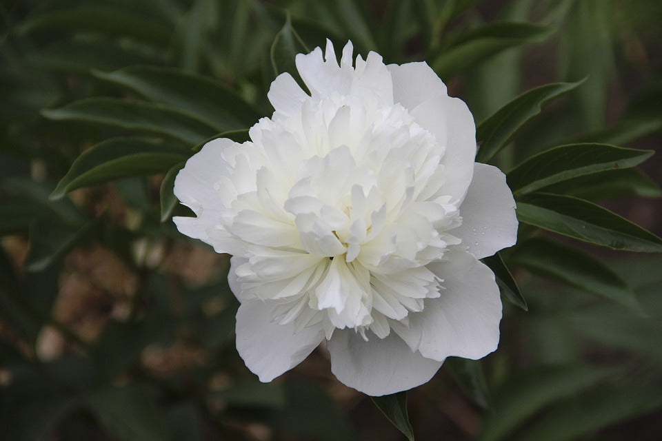 white peony flower