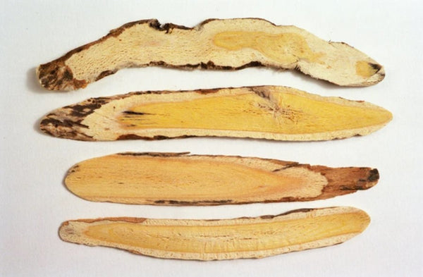 Astragalus root