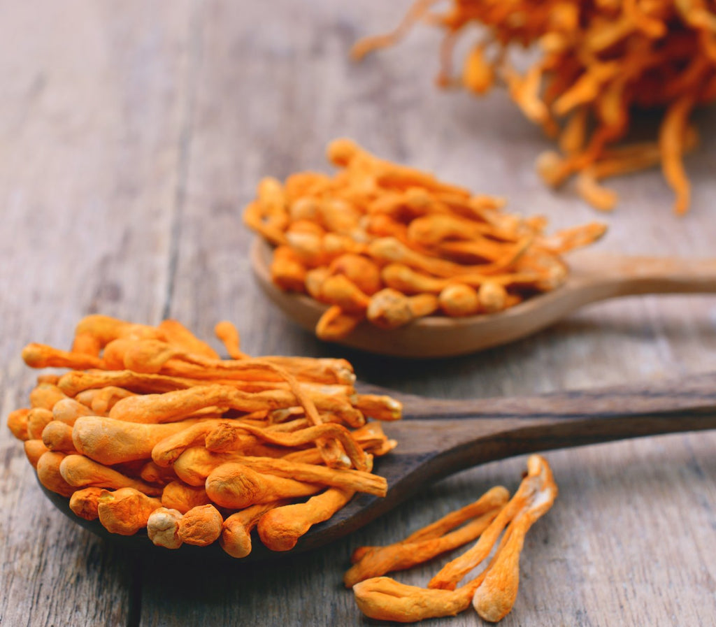 Cordyceps mushrooms