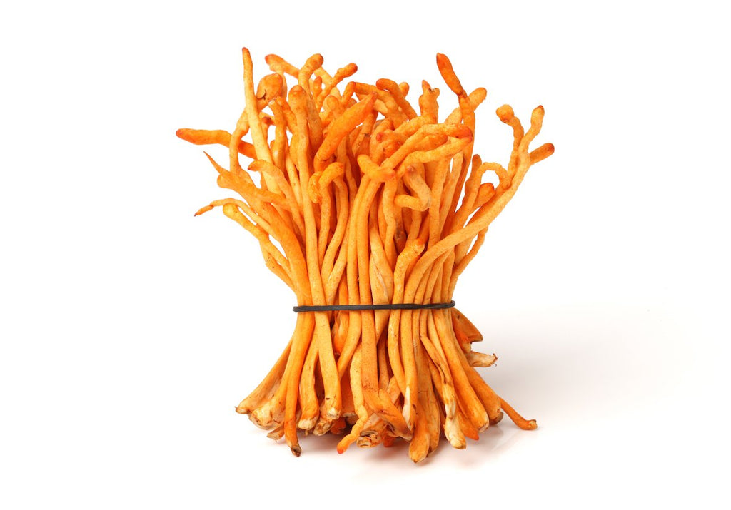 Cordyceps Mushroom