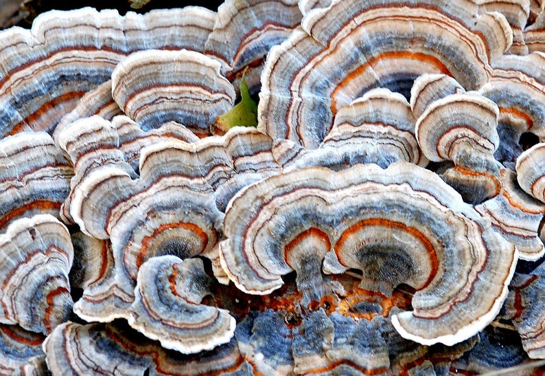 Trametes Mushroom