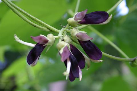 Mucuna