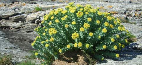 Rhodiola