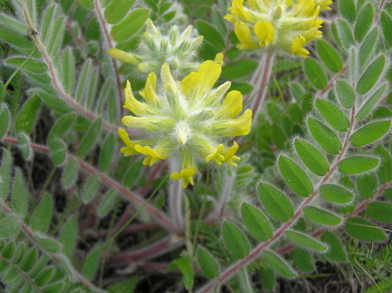 astragalus flower