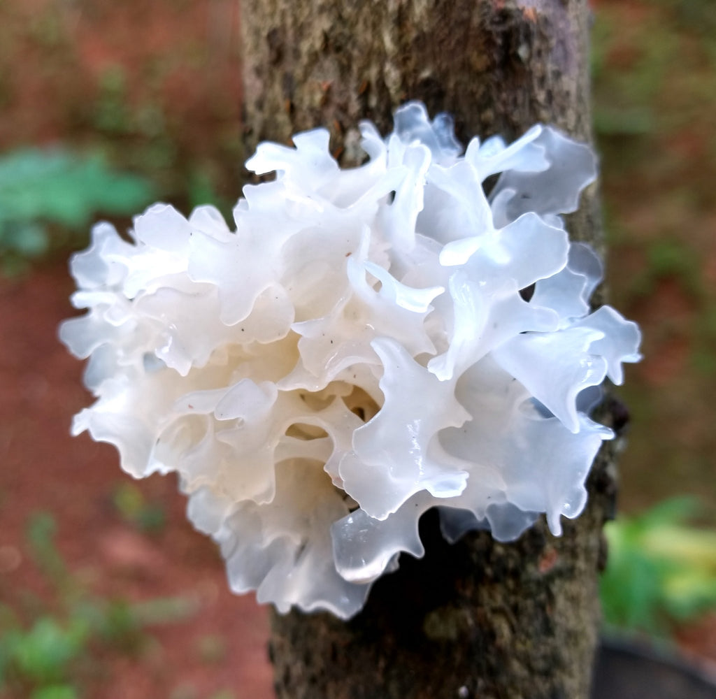 medicinal mushroom growing on tree