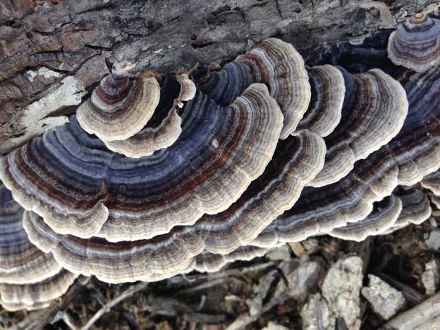 yun Zhi Mushroom