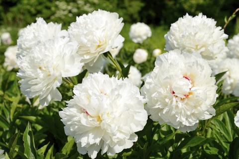 White Peony