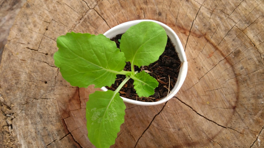 sapling-ready-for-transplant