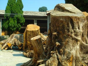 Kaya trees ready to be cut, stored and dried for go boards