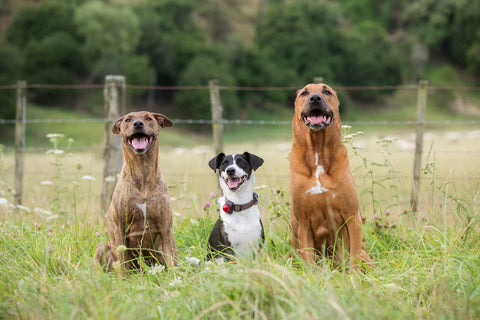 three eezapet dogs