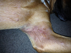 underarm rashes on the dog