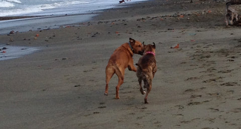 chasing at the dog beach