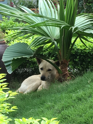 dogs relaxing at home