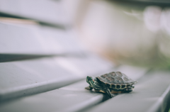The story of a little red-eared turtle