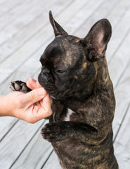 French Bull Dog