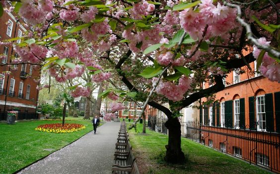 London garden