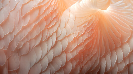 Cor do ano Pantone 2024: Peach Fuzz